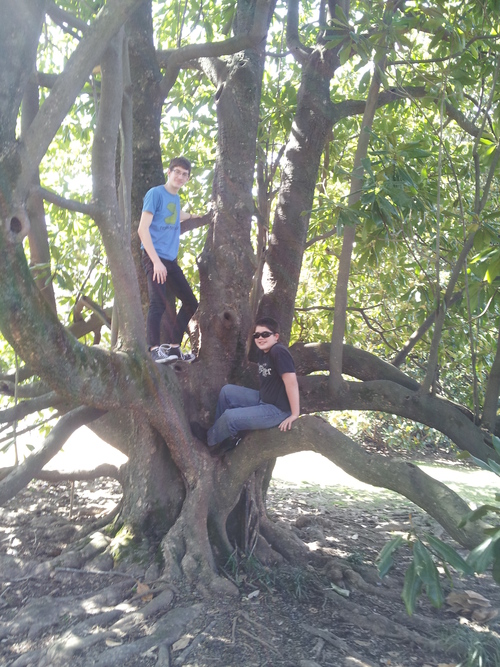 Good old-fashioned tree climbing