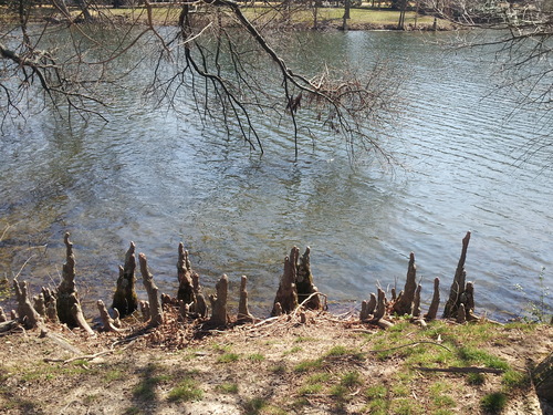 Really cool cypress knees