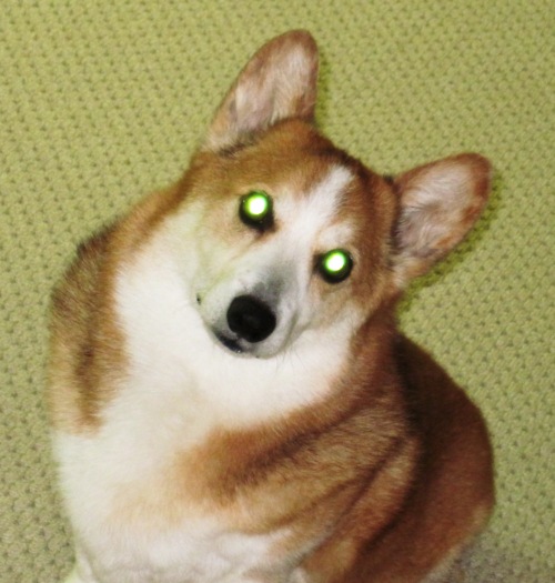 tumblr_lz3uqyiJTq1r5cppko1_500