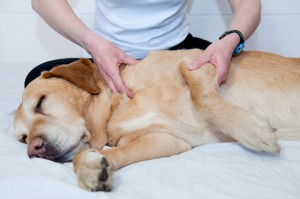 Canine Massage