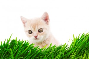 cat behind grass