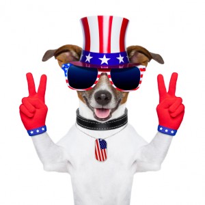 usa american dog