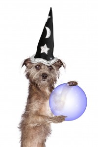 Terrier Dog Fortune Teller