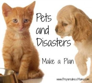 Disaster preparedness 2