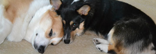 Read our blog, "Dances with Corgis"