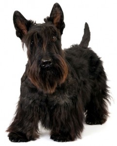 Scottie