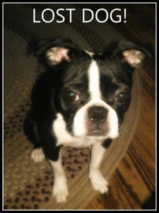 Lost pet