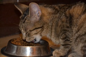 Changing Cat's Food