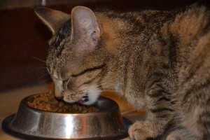 Changing Cat's Food