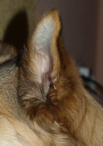 Ear Mites