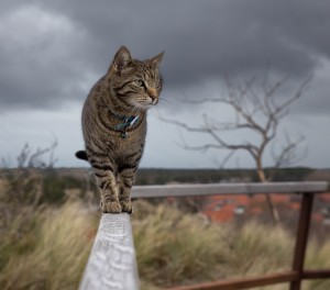 Indoor vs  Outdoor cat