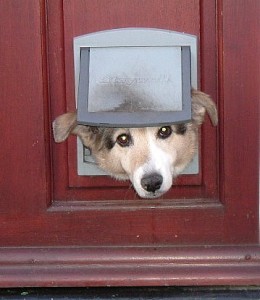 doggy door